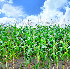 Image showing Corn field