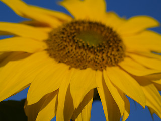 Image showing sunflower