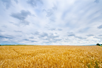 Image showing wheat