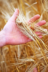 Image showing wheat