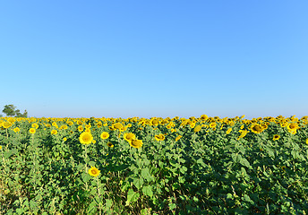 Image showing sunflower field