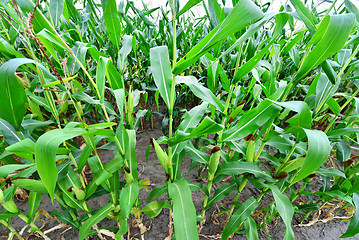 Image showing Corn field