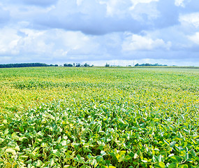 Image showing bean field
