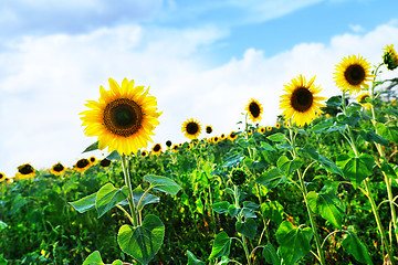 Image showing sunflower field