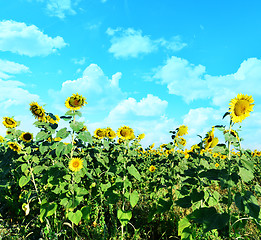 Image showing sunflower field