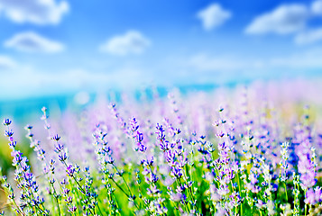 Image showing lavender field