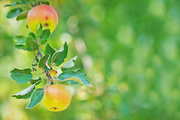 Image showing fresh apples