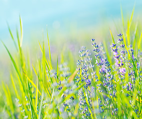 Image showing lavender field