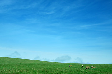 Image showing livestock background