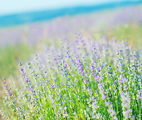 Image showing lavender field