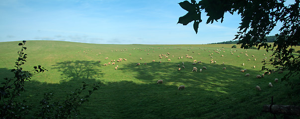 Image showing feeding livestock