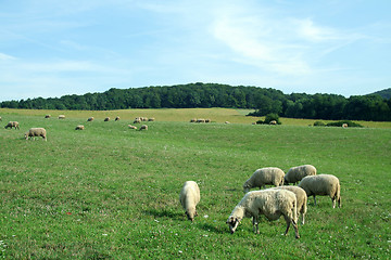 Image showing sheep