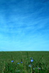 Image showing blue flowers background