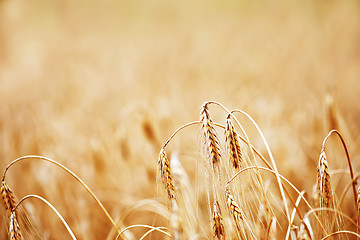 Image showing wheat field