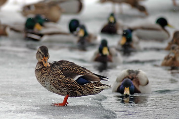 Image showing ducks in winter