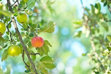 Image showing fresh apples