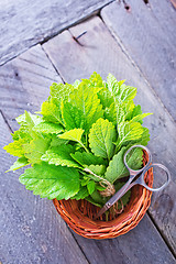 Image showing fresh mint leaf 