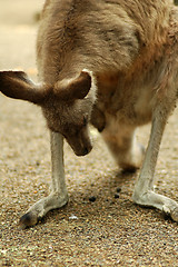 Image showing kangaroo