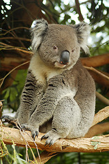 Image showing koala