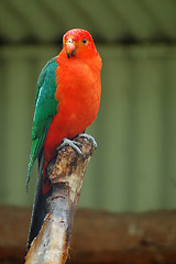 Image showing red parrot