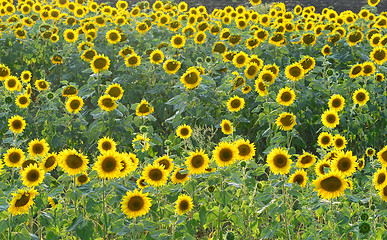 Image showing sunflower field