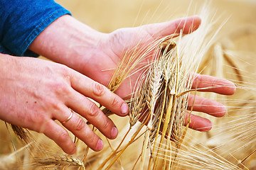 Image showing wheat