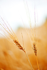 Image showing wheat