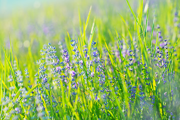 Image showing lavender field