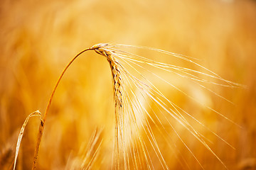 Image showing wheat