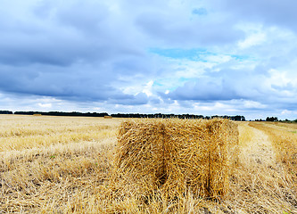 Image showing field