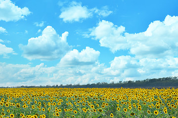 Image showing sunflower field