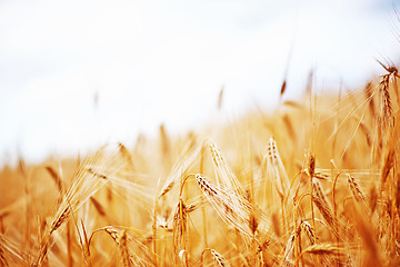 Image showing wheat field