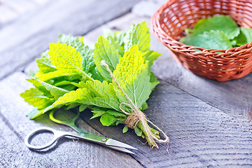 Image showing fresh mint leaf 