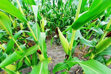 Image showing Beautiful green maize field