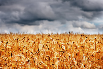 Image showing wheat