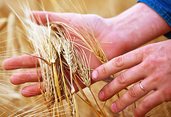 Image showing wheat