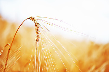 Image showing wheat field