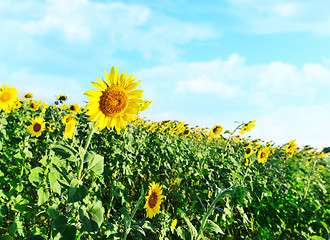 Image showing sunflower field