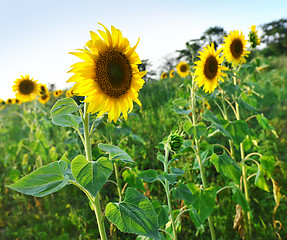 Image showing sunflower field