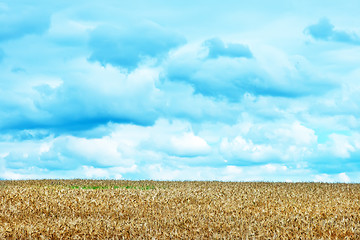 Image showing wheat field