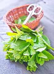 Image showing fresh mint leaf 