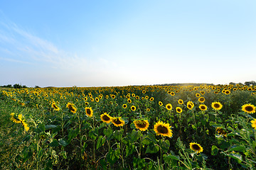 Image showing sunflower field