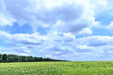 Image showing sunflower field