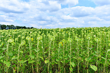 Image showing sunflower field