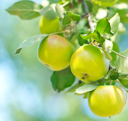 Image showing fresh apples