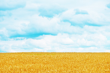 Image showing wheat field