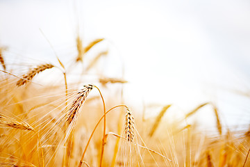 Image showing wheat