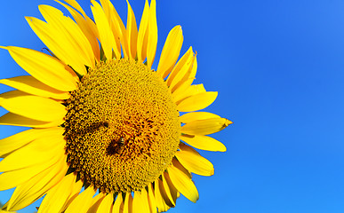 Image showing sunflower field