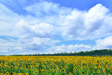 Image showing sunflower field