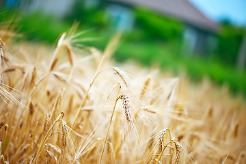 Image showing wheat field